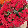 Dark Red  Mandala®  Kalanchoe