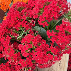 Dark Red  Mandala®  Kalanchoe