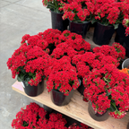 Dark Red  Mandala®  Kalanchoe