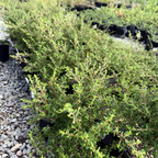 Dark Star California Lilac in a nursery setting with pots in the background