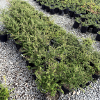 Row of Dark Star California Lilac in black pots on a gravel surface