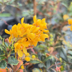 Close-up of yellow flowers with green leaves on a Darwinii Barberry