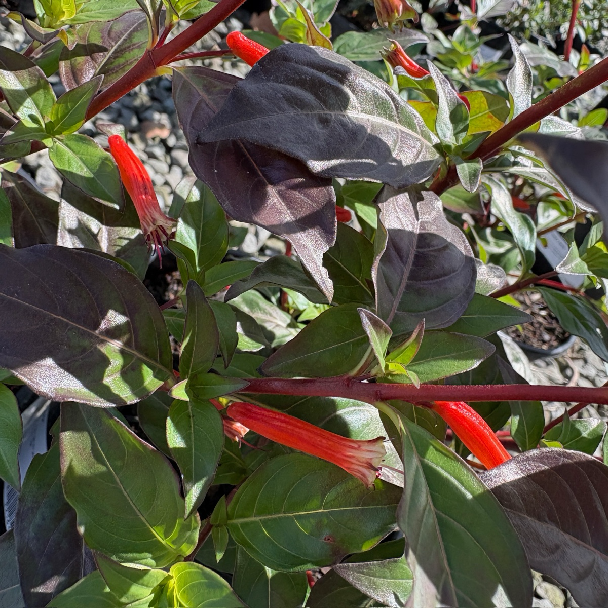 Close-up of a David Verity Cigar Plant with red flowers and dark green leaves.