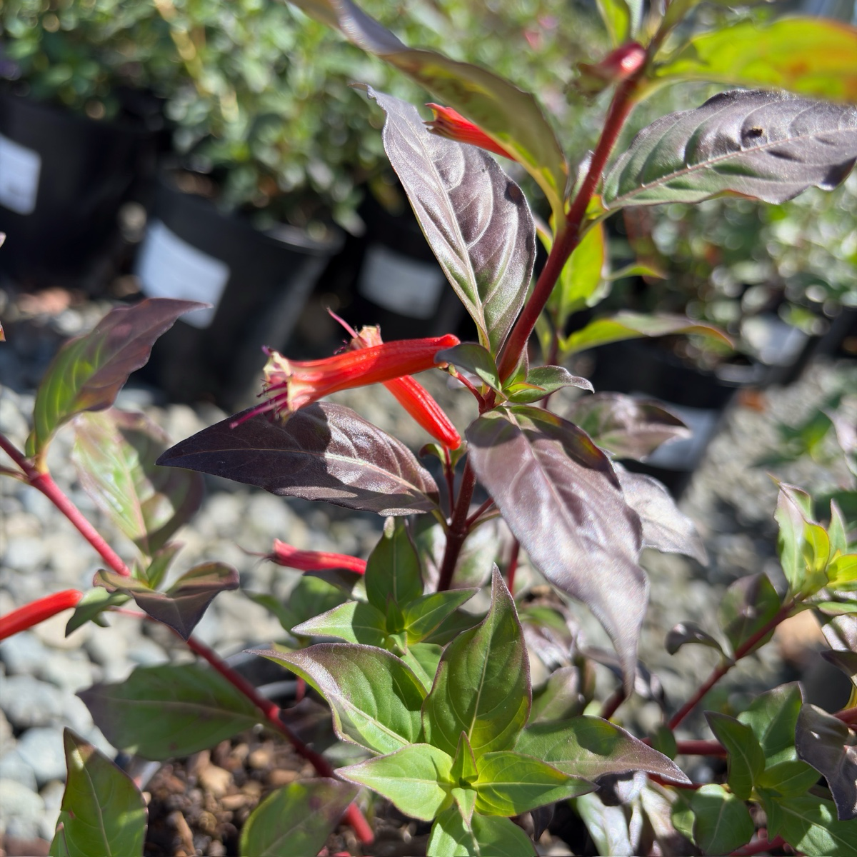 Close-up of a David Verity Cigar Plant with red flowers and green leaves in a garden setting