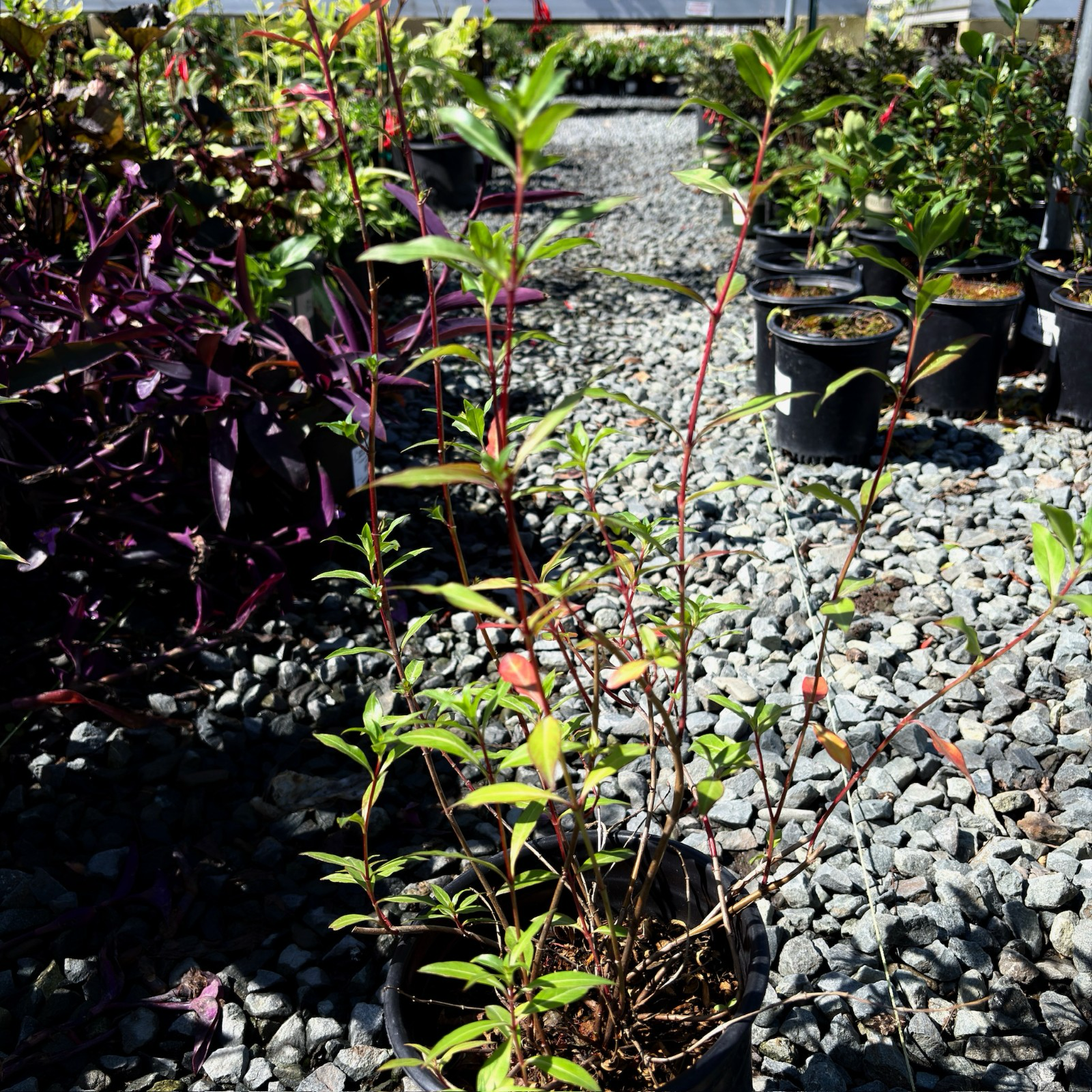 David Verity Cigar Plant in pots on a gravel surface with a blurred background