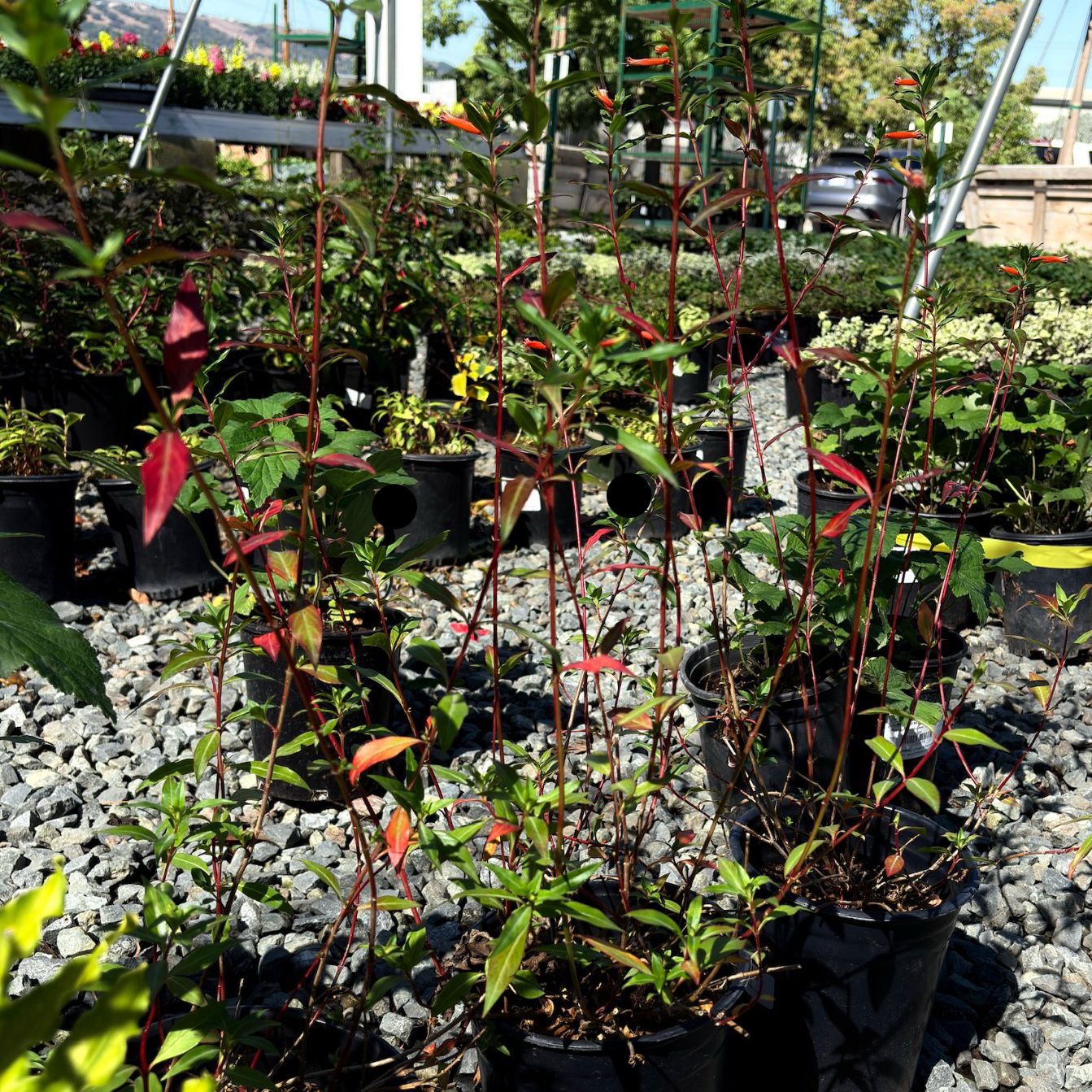 David Verity Cigar Plant in pots on a gravel surface with a garden setting in the background