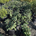 Potted Davidii Viburnum plants in a nursery setting with gravel ground.