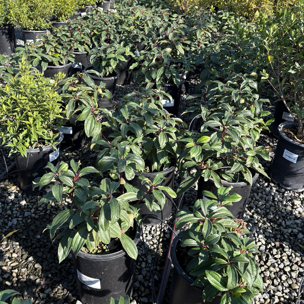 Potted Davidii Viburnum plants in a nursery setting with gravel ground.