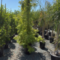 Dawn Redwood