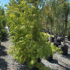 Dawn Redwood