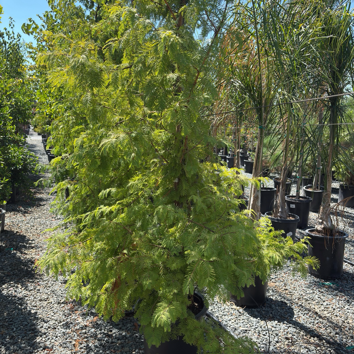 Dawn Redwood