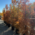 Dawn Redwood