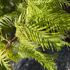Dawn Redwood