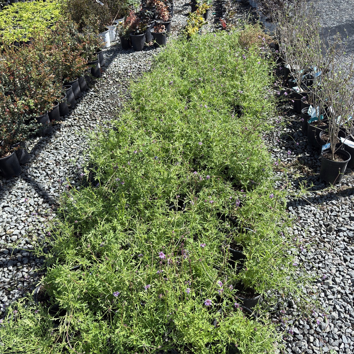 Row of potted De La Mina Cedros Island Verbena plants on a gravel surface
