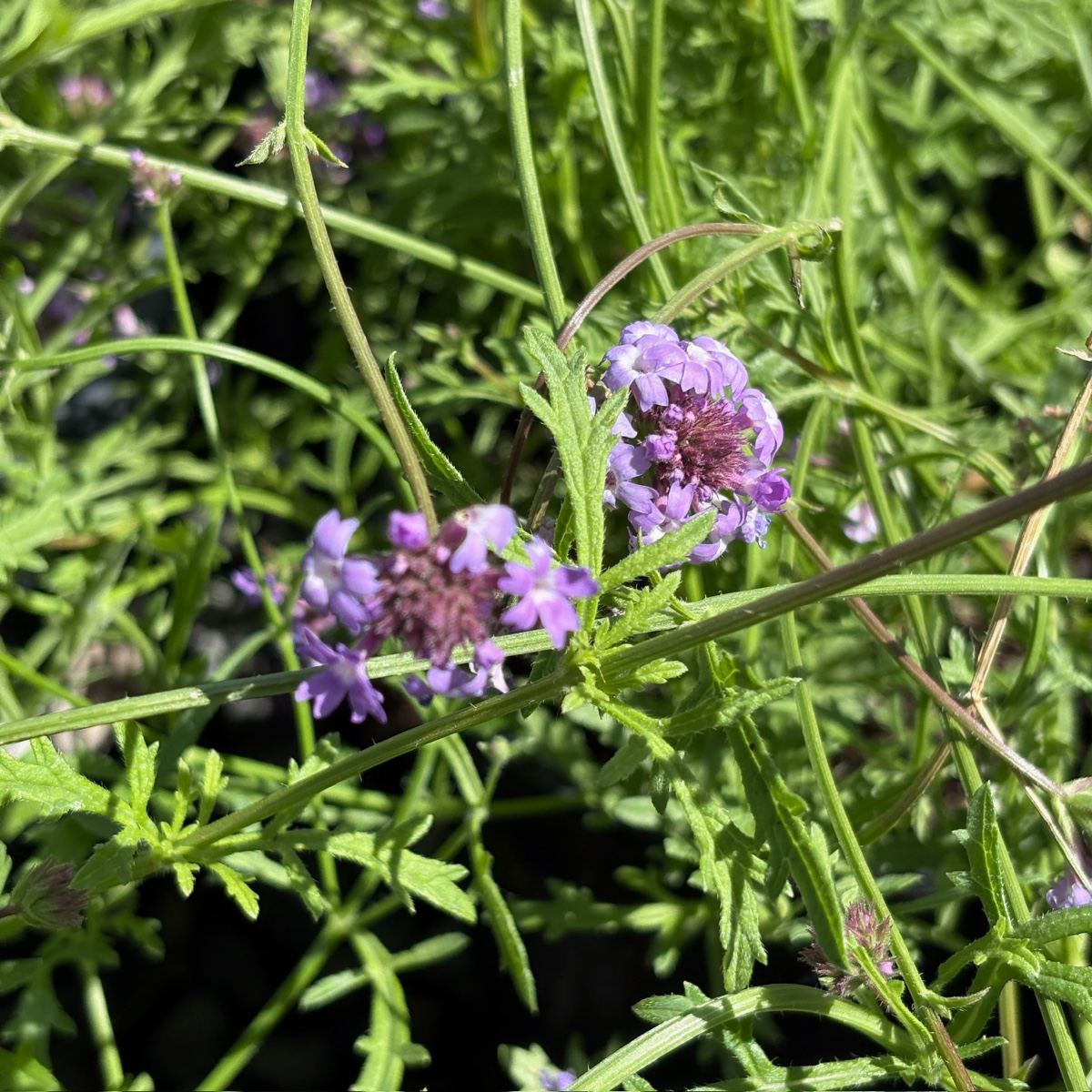 Close-up of De La Mina Cedros Island Verbena purple flowers with green leaves
