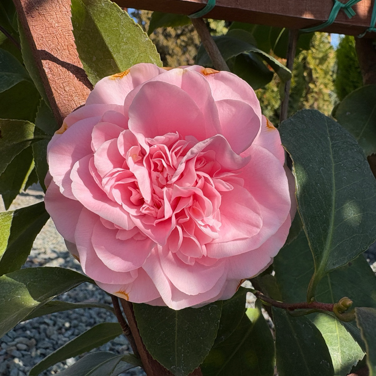 Debutante Camellia