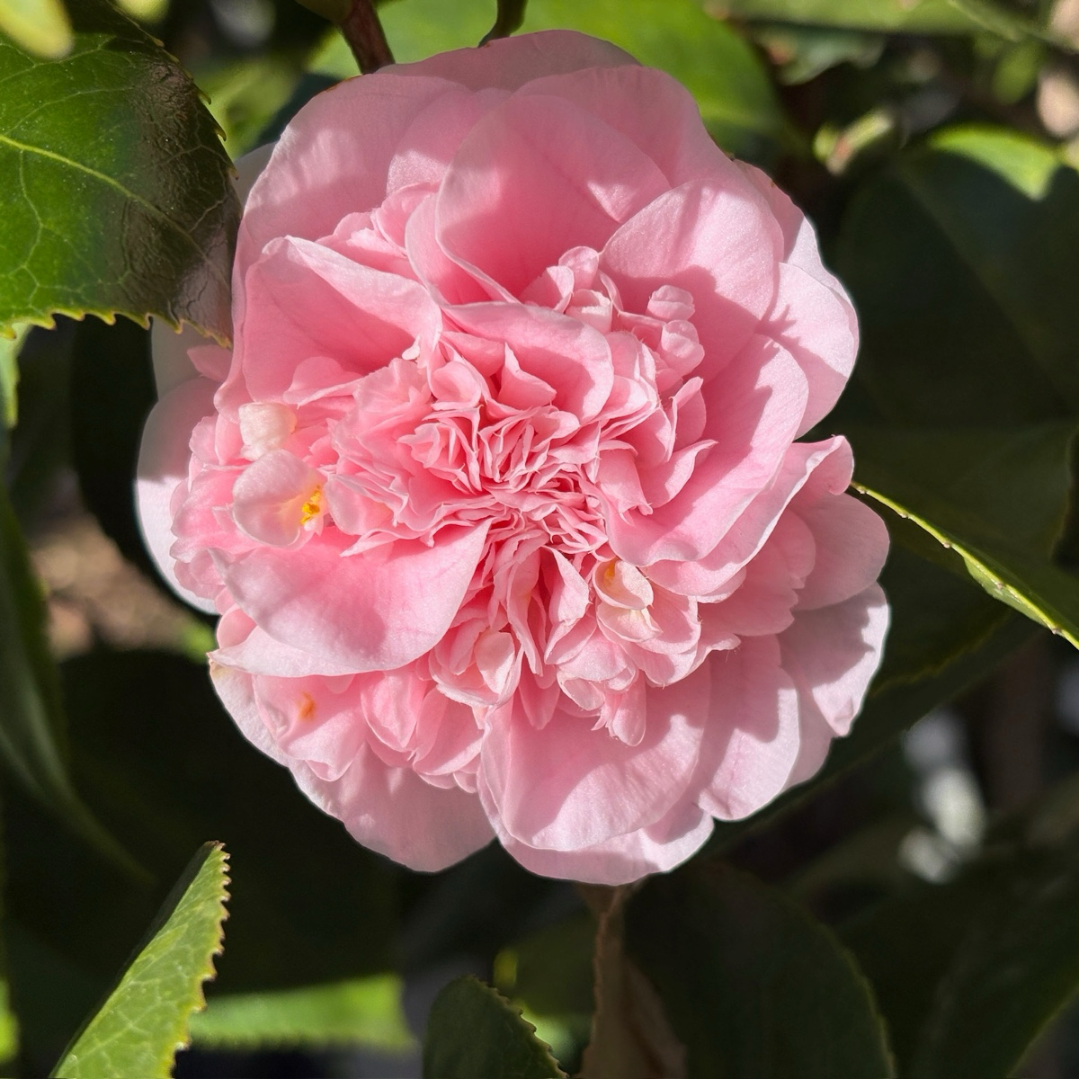 Debutante Camellia