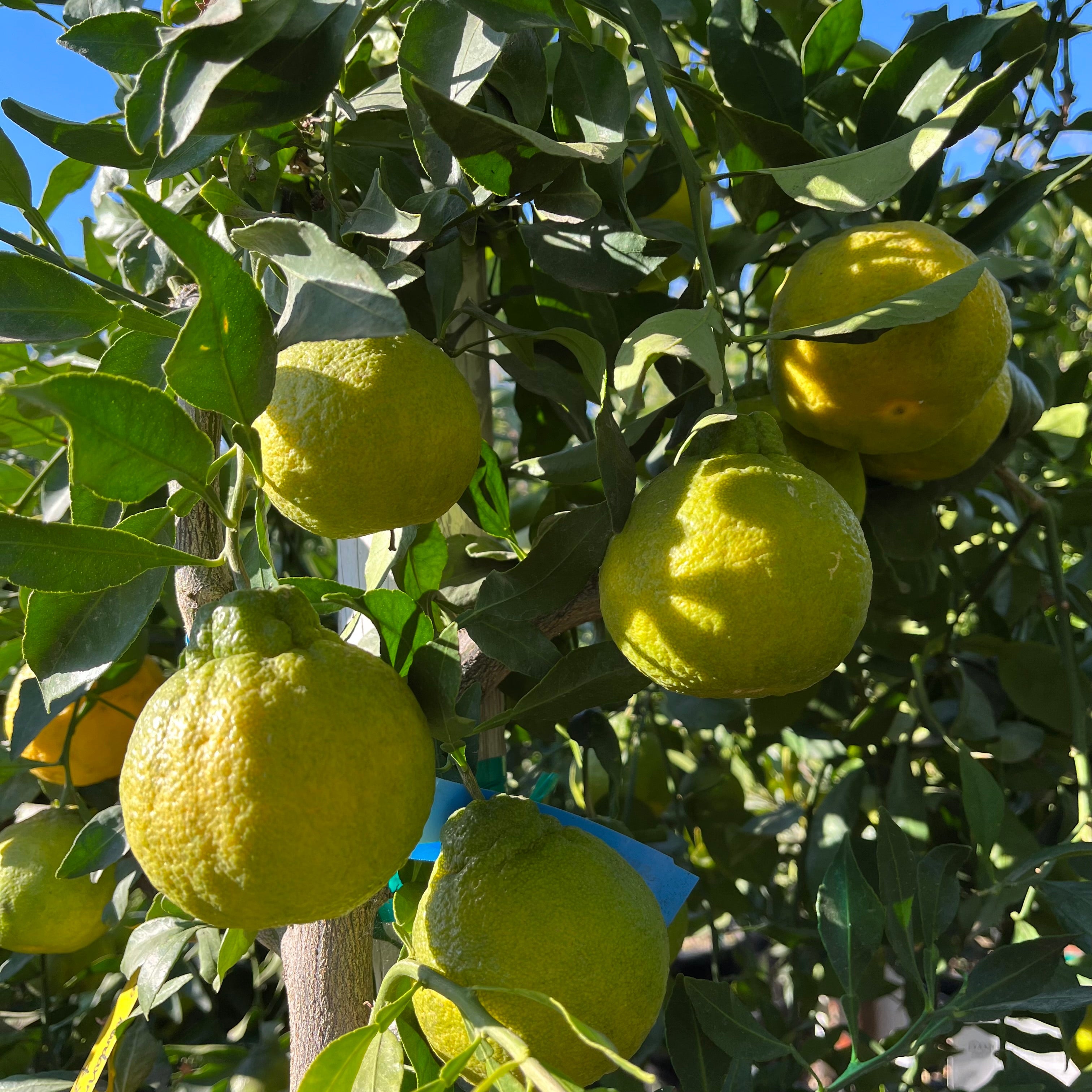 Shiranui Citrus hanging from a Dekopon Mandarin Tree with green leaves.