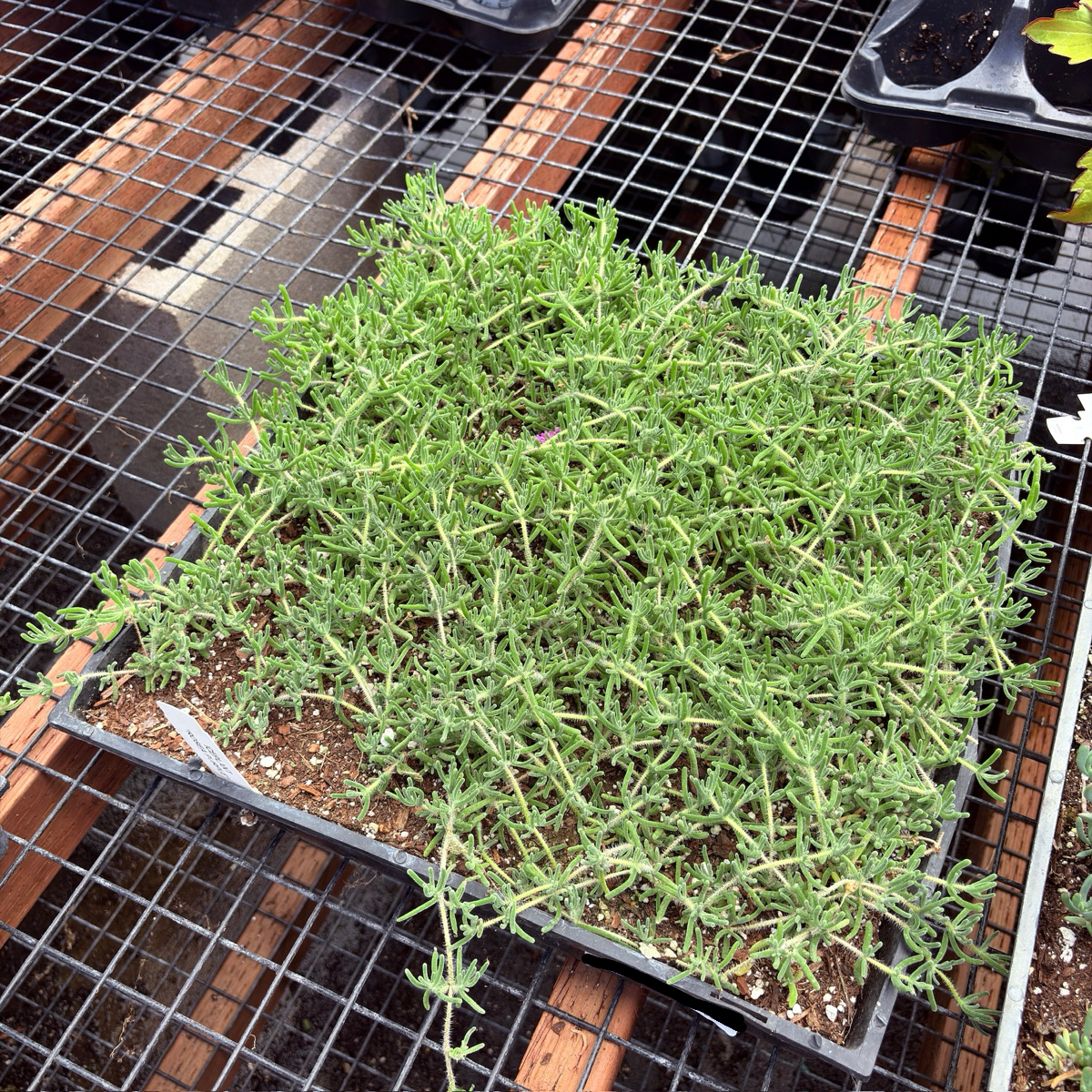 Delosperma cooperi