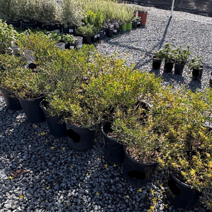 Row of potted Desert Carpet Prostrate Acacia plants on a gravel surface