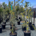 Row of potted Desert Museum Palo Verde with yellow flowers in a nursery setting