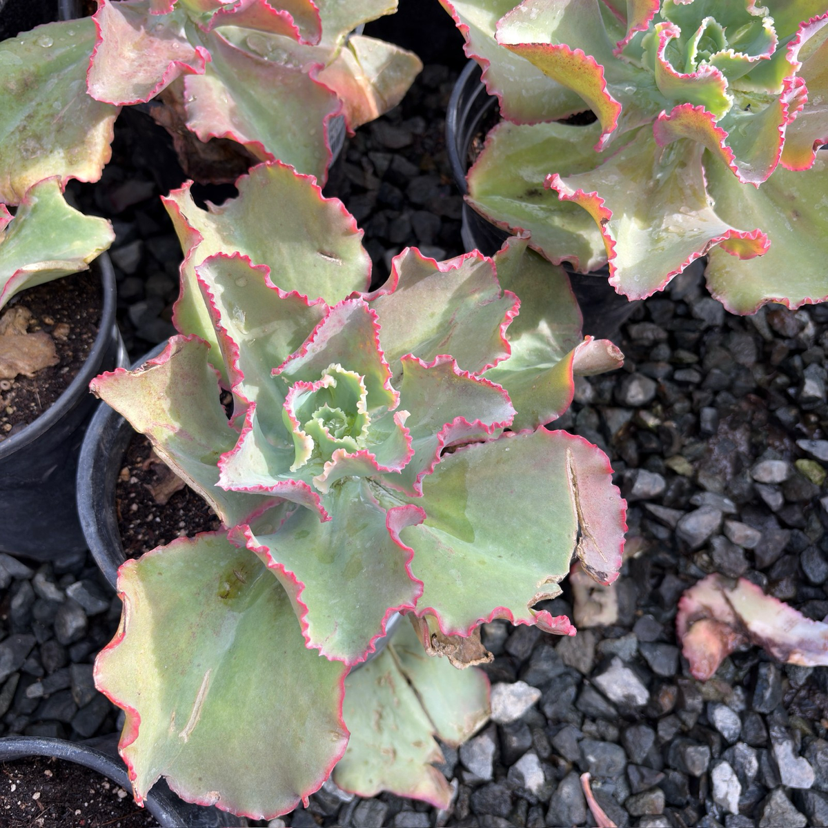 Dick's Pink Echeveria