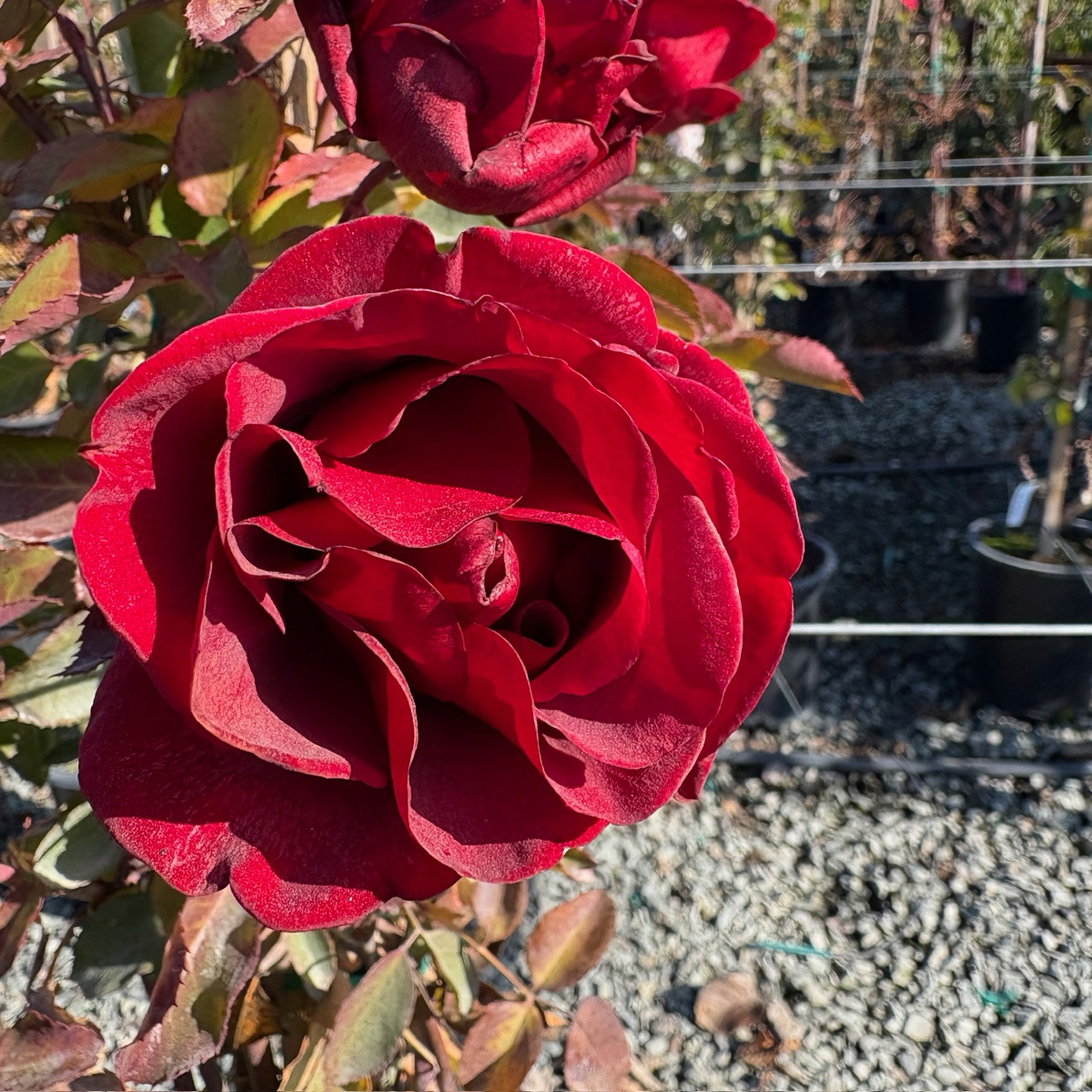 Don Juan Climbing Rose