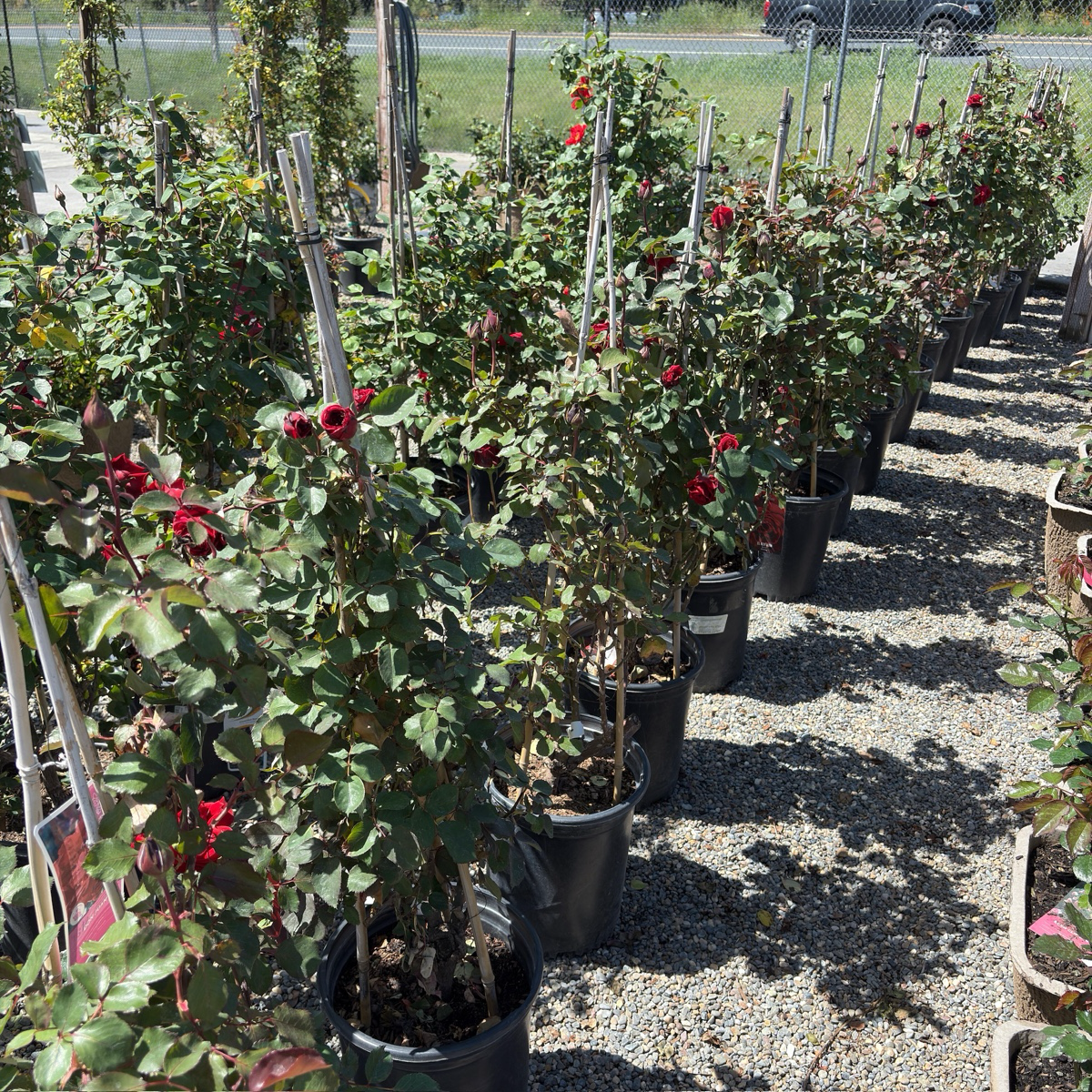 Don Juan Climbing Rose