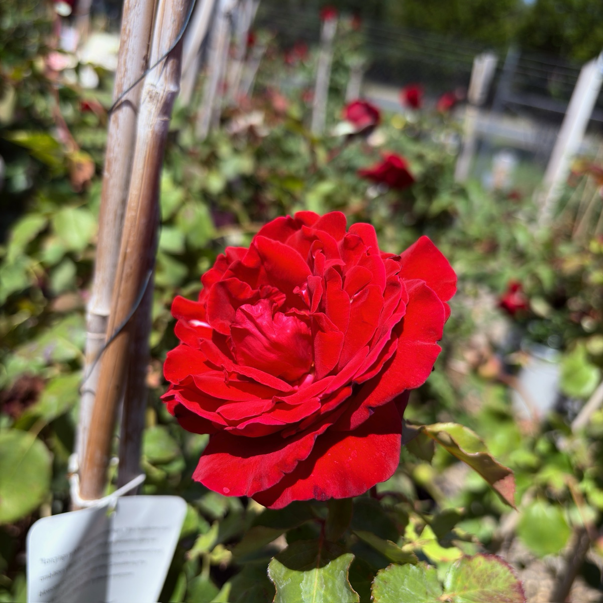 Don Juan Climbing Rose