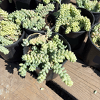 Donkey Tail Sedum