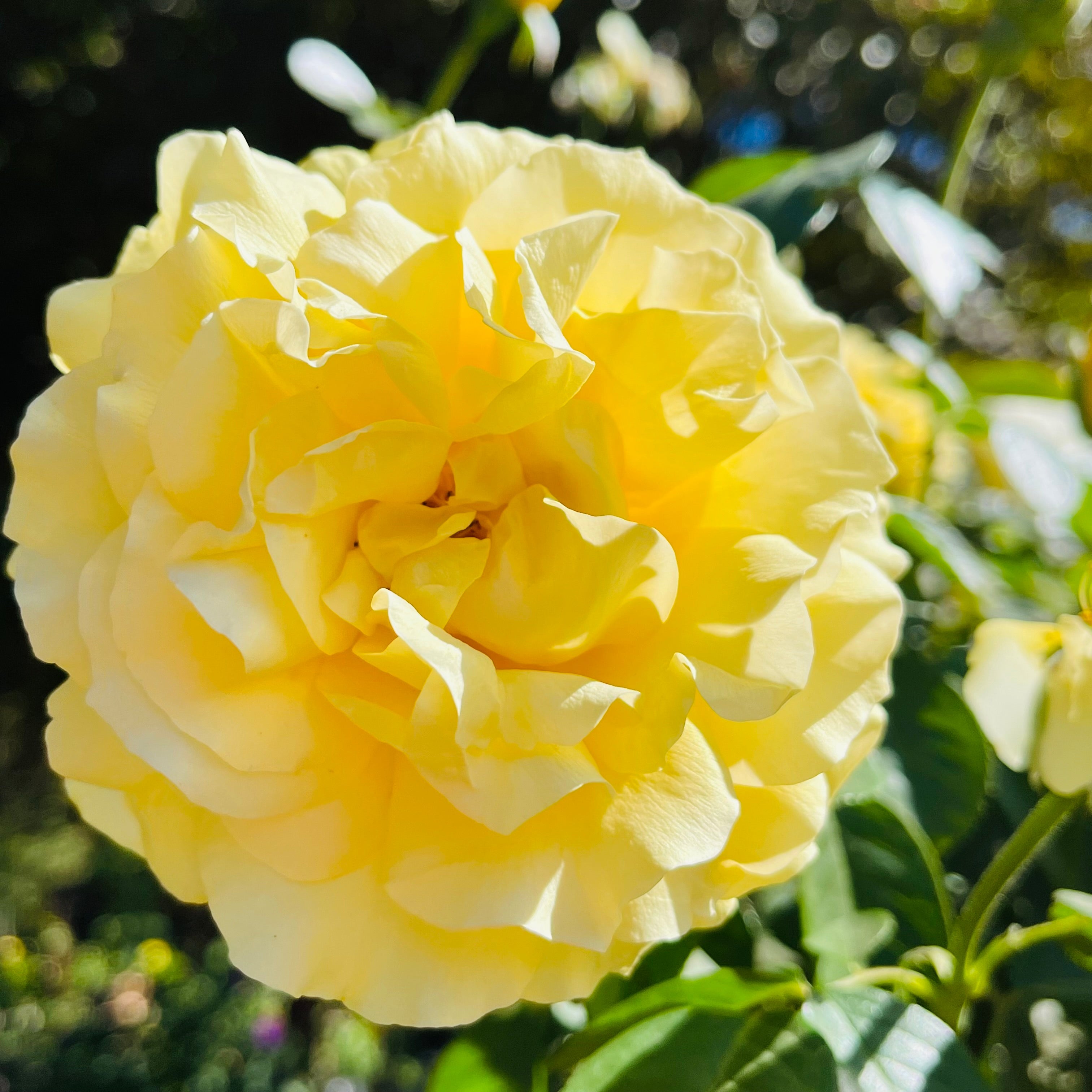 多丽丝·戴月季| 纯金黄浓香花| 抗病勤花&长花期| 花园阳光焦点灌木