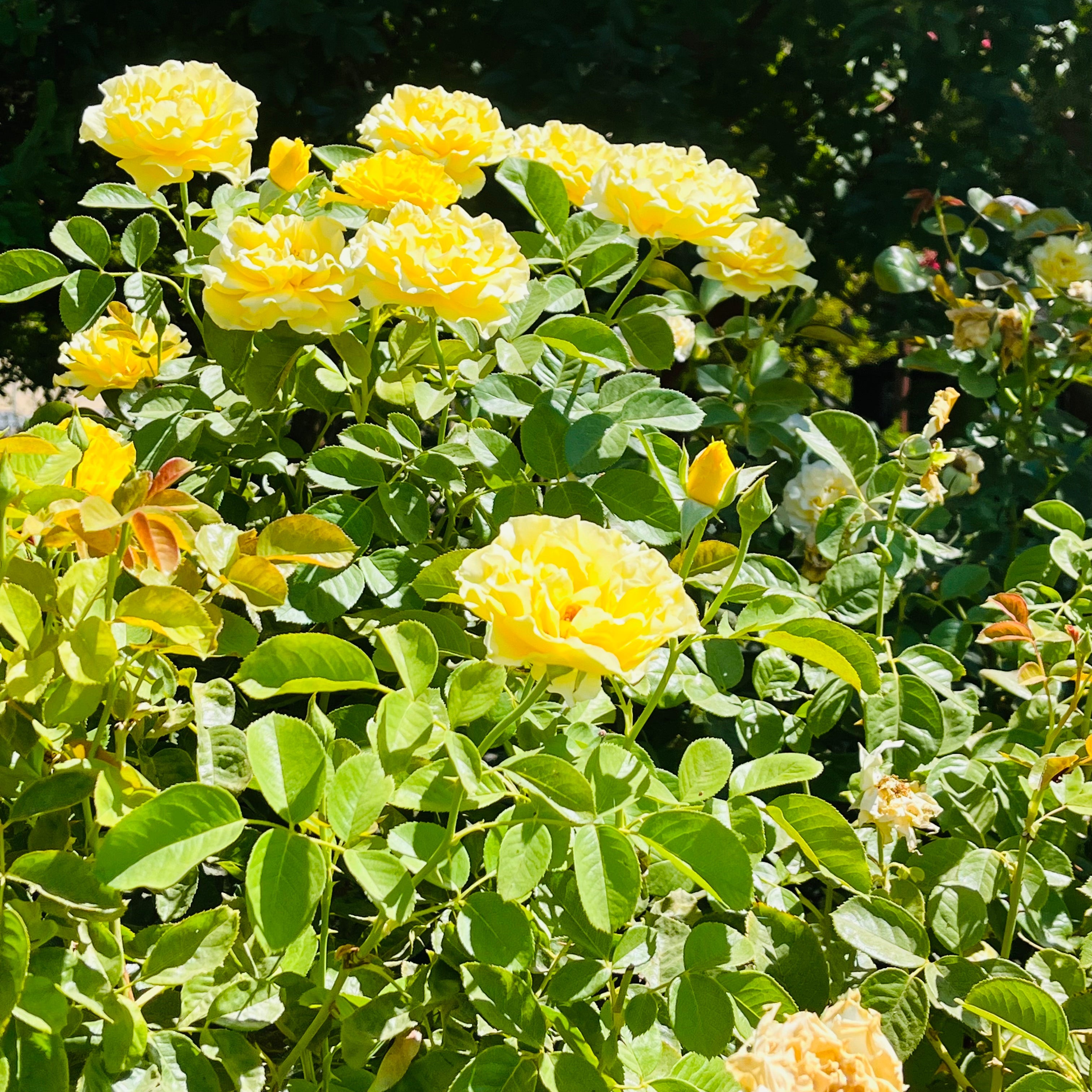 Doris Day Floribunda Rose