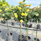 Doris Day Floribunda Rose