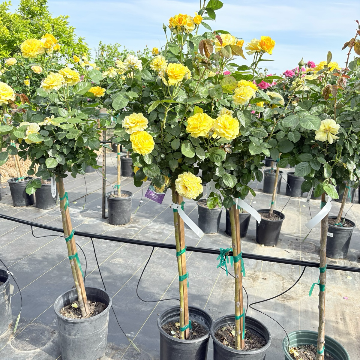 Doris Day Floribunda Rose