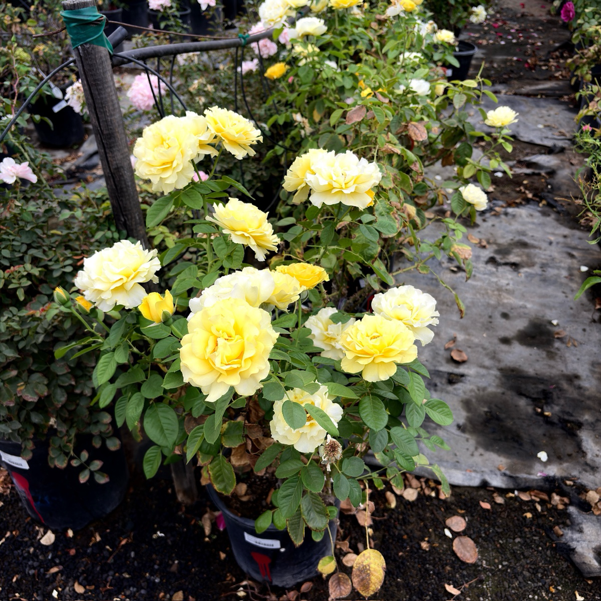 Doris Day Floribunda Rose