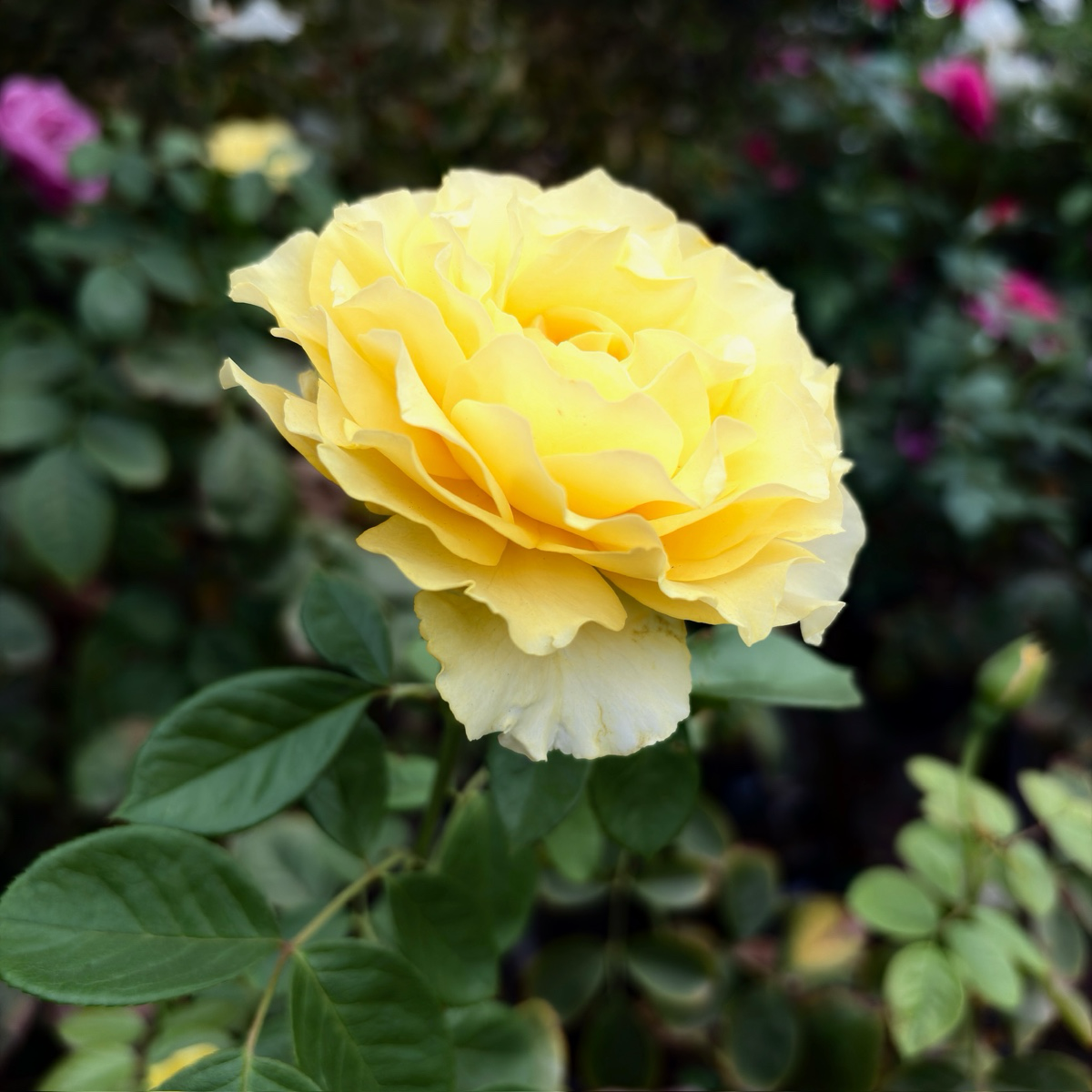 Doris Day Floribunda Rose