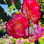 Double Delight Hybrid Tea Rose