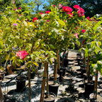 Double Delight Hybrid Tea Rose