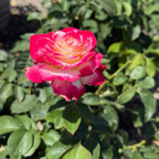 Double Delight Hybrid Tea Rose