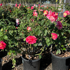 Double Delight Hybrid Tea Rose