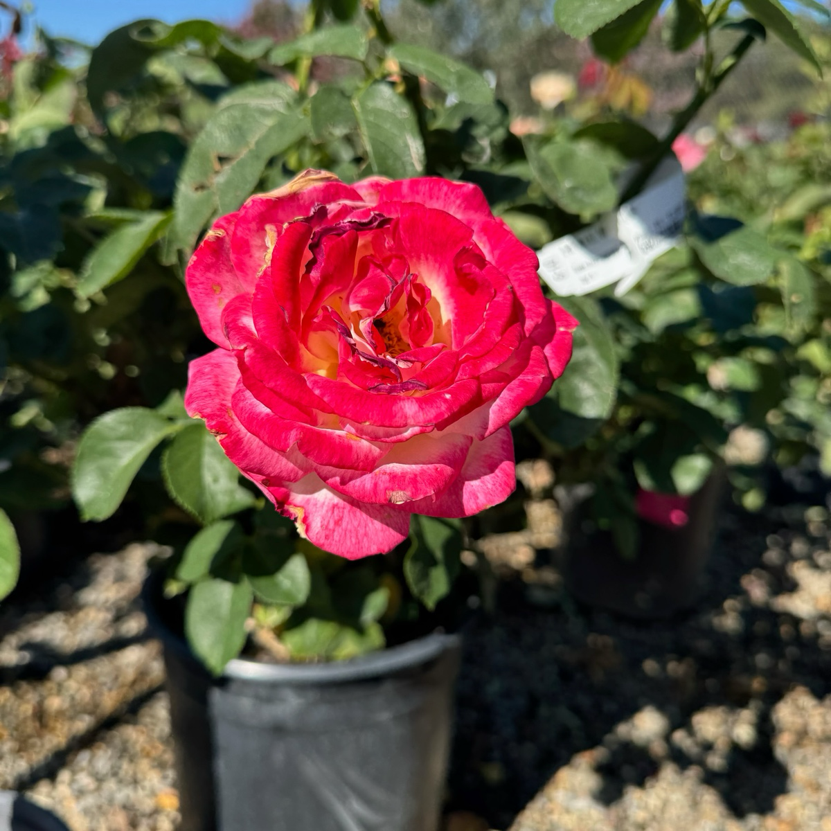 Double Delight Hybrid Tea Rose
