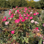 Double Pink  Knock Out  Rose