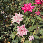 Double Pink  Knock Out  Rose