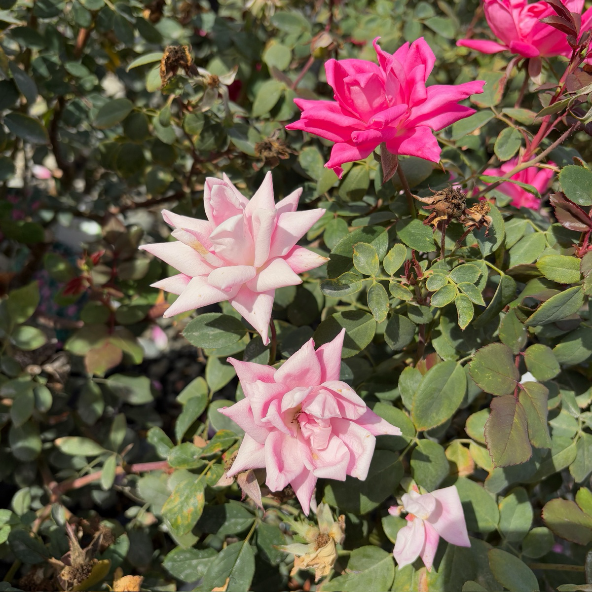 Double Pink  Knock Out  Rose