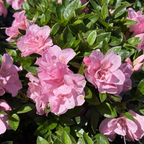 Double Pink Perfecto Mundo Azalea