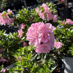 Double Pink Perfecto Mundo Azalea