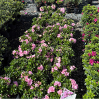 Double Pink Perfecto Mundo Azalea