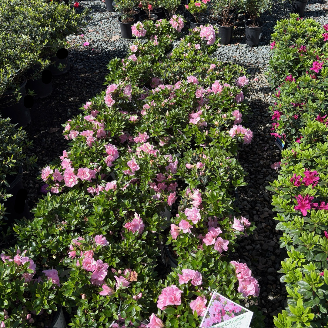 Double Pink Perfecto Mundo Azalea