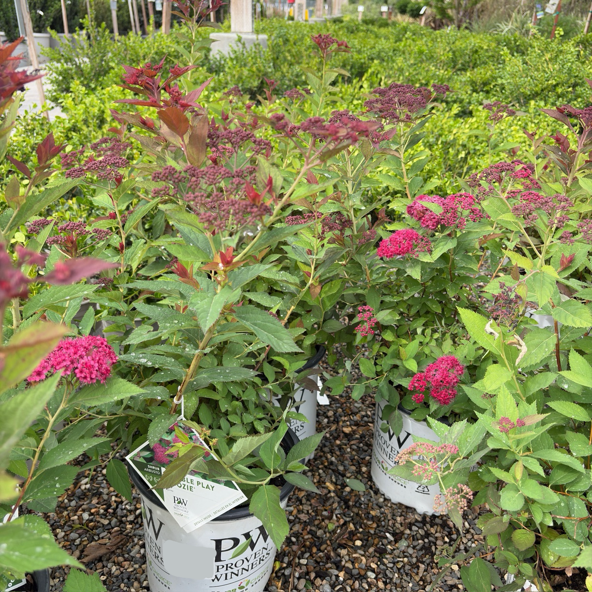 Double Play Doozie Spirea