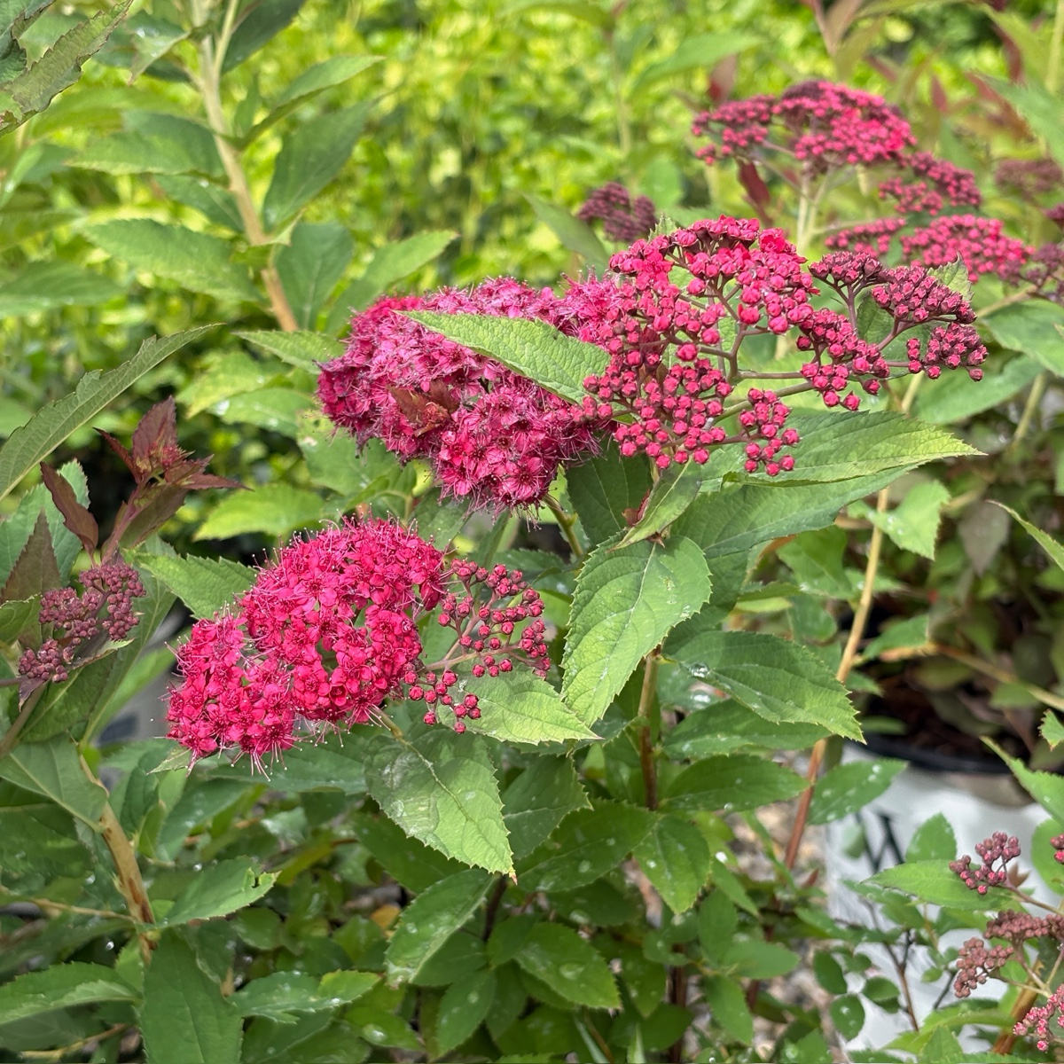 Double Play Doozie Spirea
